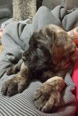 Mastiff Puppy for sale in COLORADO SPRINGS, CO, USA