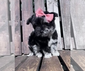 Poodle (Toy) Puppy for sale in SAN BERNARDINO, CA, USA