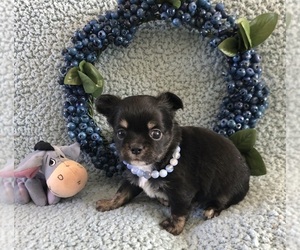 Chihuahua Puppy for sale in NEWVILLE, PA, USA