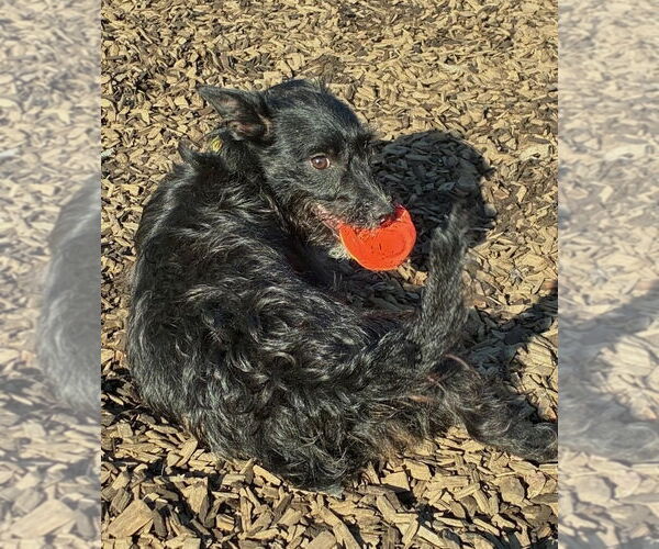 Medium Photo #3 Mutt Puppy For Sale in Penngrove, CA, USA