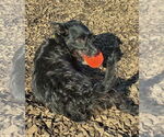 Small #2 Mutt