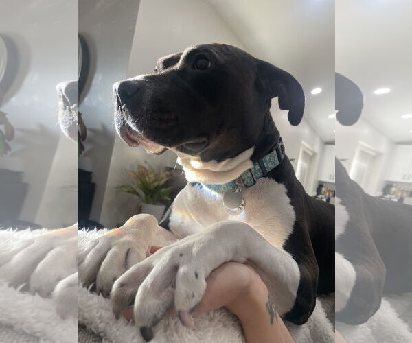 Medium Photo #3 Mutt Puppy For Sale in Chandler, AZ, USA