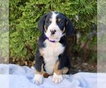 Small #2 Greater Swiss Mountain Dog