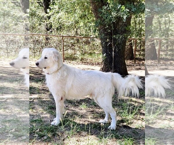 Medium Photo #17 Great Pyrenees Puppy For Sale in Spring, TX, USA