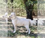 Small Photo #17 Great Pyrenees Puppy For Sale in Spring, TX, USA