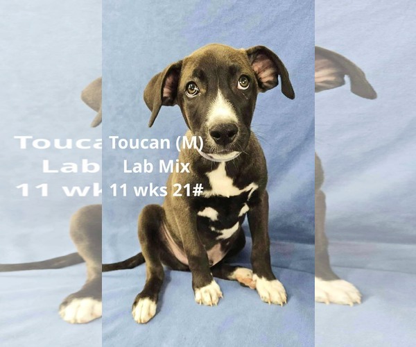 Medium Photo #4 Labrador Retriever-Unknown Mix Puppy For Sale in pomfret, CT, USA