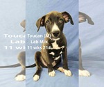 Small #3 Labrador Retriever Mix