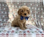 Small #1 Cavapoo (Miniature)