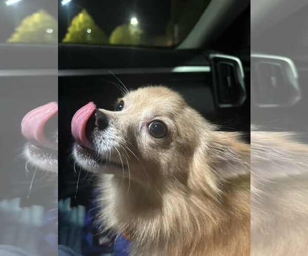 Medium Photo #10 Chiranian Puppy For Sale in Minneapolis, MN, USA