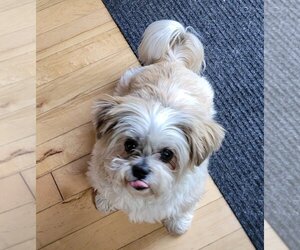 Shih Tzu Dogs for adoption in Brights Grove, Ontario, Canada