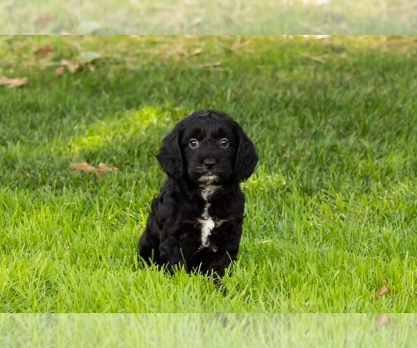 Medium Photo #25 Cocker Spaniel-Poodle (Miniature) Mix Puppy For Sale in NAPPANEE, IN, USA