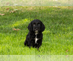 Small #24 Cocker Spaniel-Poodle (Miniature) Mix
