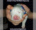 Small Photo #11 Dogo Argentino Puppy For Sale in PINEVILLE, MO, USA