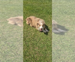 Father of the Australian Shepherd puppies born on 04/10/2025