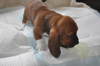 Small Photo #6 Basset Hound Puppy For Sale in DEER VALLEY, UT, USA