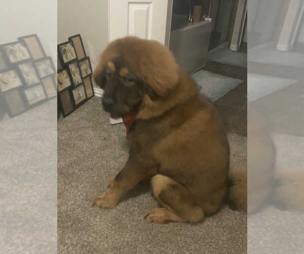 Medium Photo #7 Tibetan Mastiff Puppy For Sale in DECKER PR, TX, USA