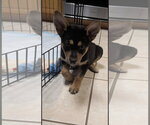 Small #3 Australian Kelpie Mix