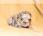 Small Photo #2 French Bulldog Puppy For Sale in SHORT HILLS, NJ, USA