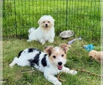Small #4 Morkie