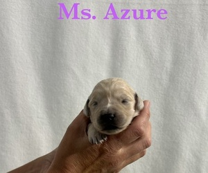 Medium English Cream Golden Retriever