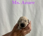 Puppy Azure English Cream Golden Retriever