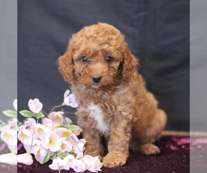 Cavapoo (Miniature) Puppy for sale in MILLERSTOWN, PA, USA