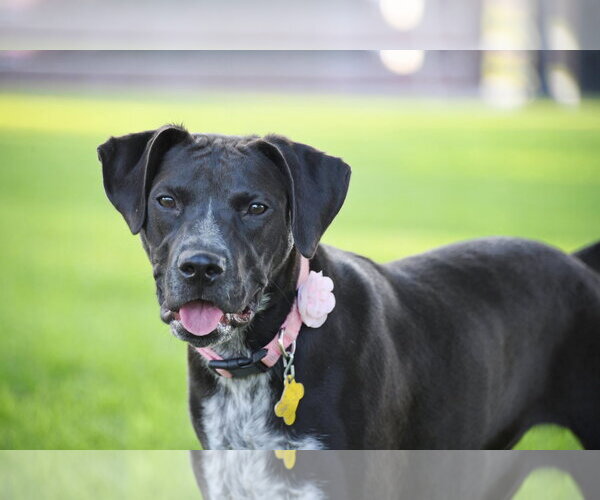 Medium Photo #5 Boxer-Pointer Mix Puppy For Sale in Sandy, UT, USA