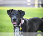 Small #4 Boxer-Pointer Mix
