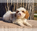 Small #1 Cavapoo (Miniature)-Poodle (Standard) Mix