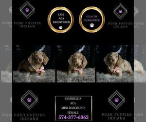 Dachshund Puppy for sale in WARSAW, IN, USA