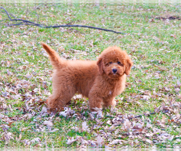 Medium Photo #16 Goldendoodle Puppy For Sale in SYRACUSE, IN, USA