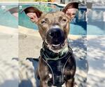 Small #3 Staffordshire Bull Terrier Mix