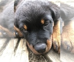 Small Photo #12 Rottweiler Puppy For Sale in FOREST GROVE, OR, USA