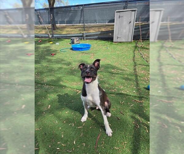 Medium Photo #1 Mutt Puppy For Sale in Fremont, CA, USA