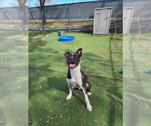 Mutt Dogs for adoption in Fremont, CA, USA