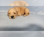 Puppy Snickers Golden Retriever