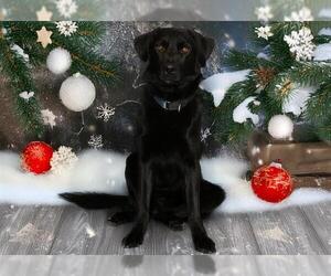 Labrador Retriever Dogs for adoption in West Valley, UT, USA