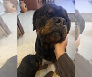 Rottweiler Puppy for sale in APPLE VALLEY, CA, USA