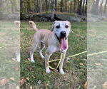 Small #12 Labrador Retriever Mix