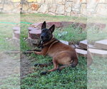 Small #2 Mutt
