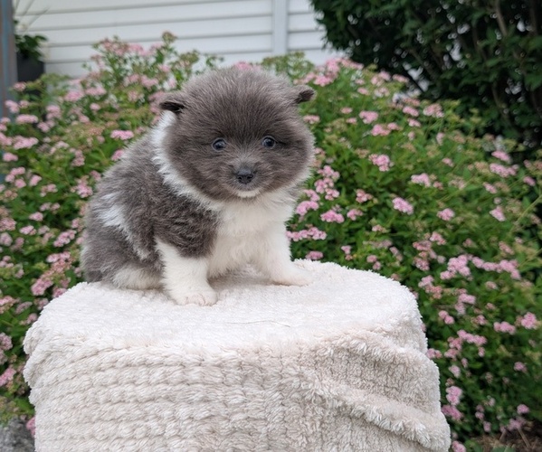 Medium Photo #46 Pomeranian Puppy For Sale in GOSHEN, IN, USA