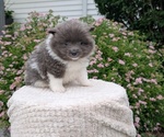 Small Photo #46 Pomeranian Puppy For Sale in GOSHEN, IN, USA