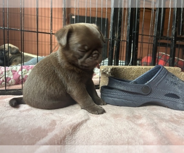 Medium Photo #79 Pug Puppy For Sale in BLOOMINGTON, IL, USA