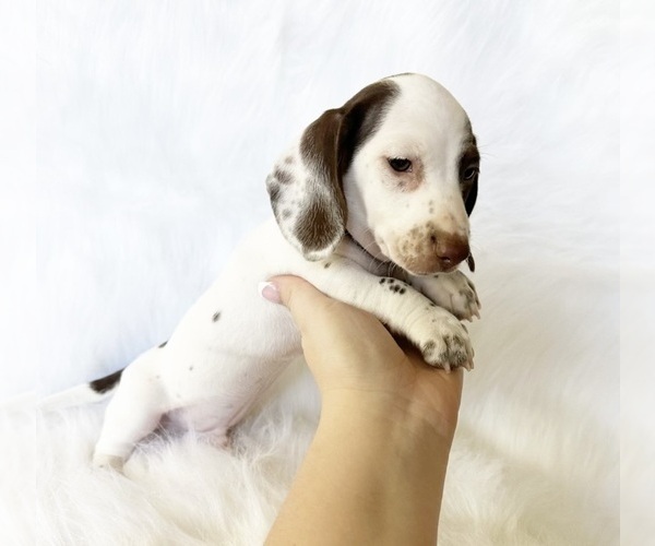 Medium Photo #4 Dachshund Puppy For Sale in DAVIS, CA, USA