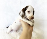 Small #3 Dachshund