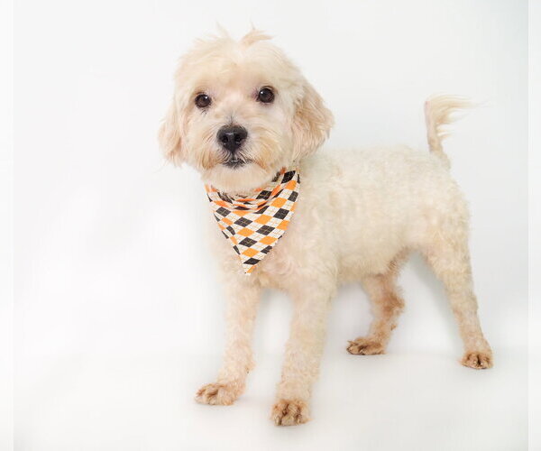 Medium Photo #1 Poodle (Miniature)-Unknown Mix Puppy For Sale in Phoenix, AZ, USA