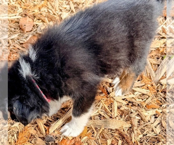 Medium Photo #8 F2 Aussiedoodle Puppy For Sale in ONAWAY, MI, USA