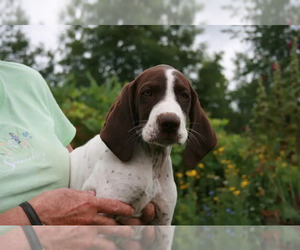 German Shorthaired Pointer Puppy for sale in DELANSON, NY, USA