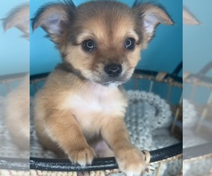 Chihuahua Puppy for sale in CHARLOTTE, NC, USA