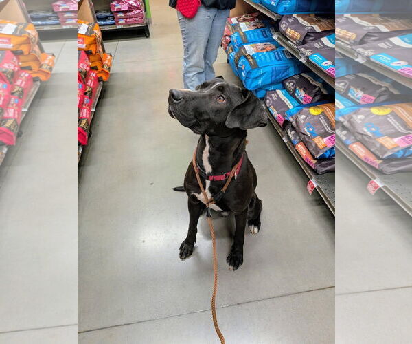 Medium Photo #4 Mutt Puppy For Sale in Rustburg, VA, USA